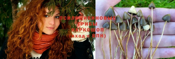 шишки Аркадак
